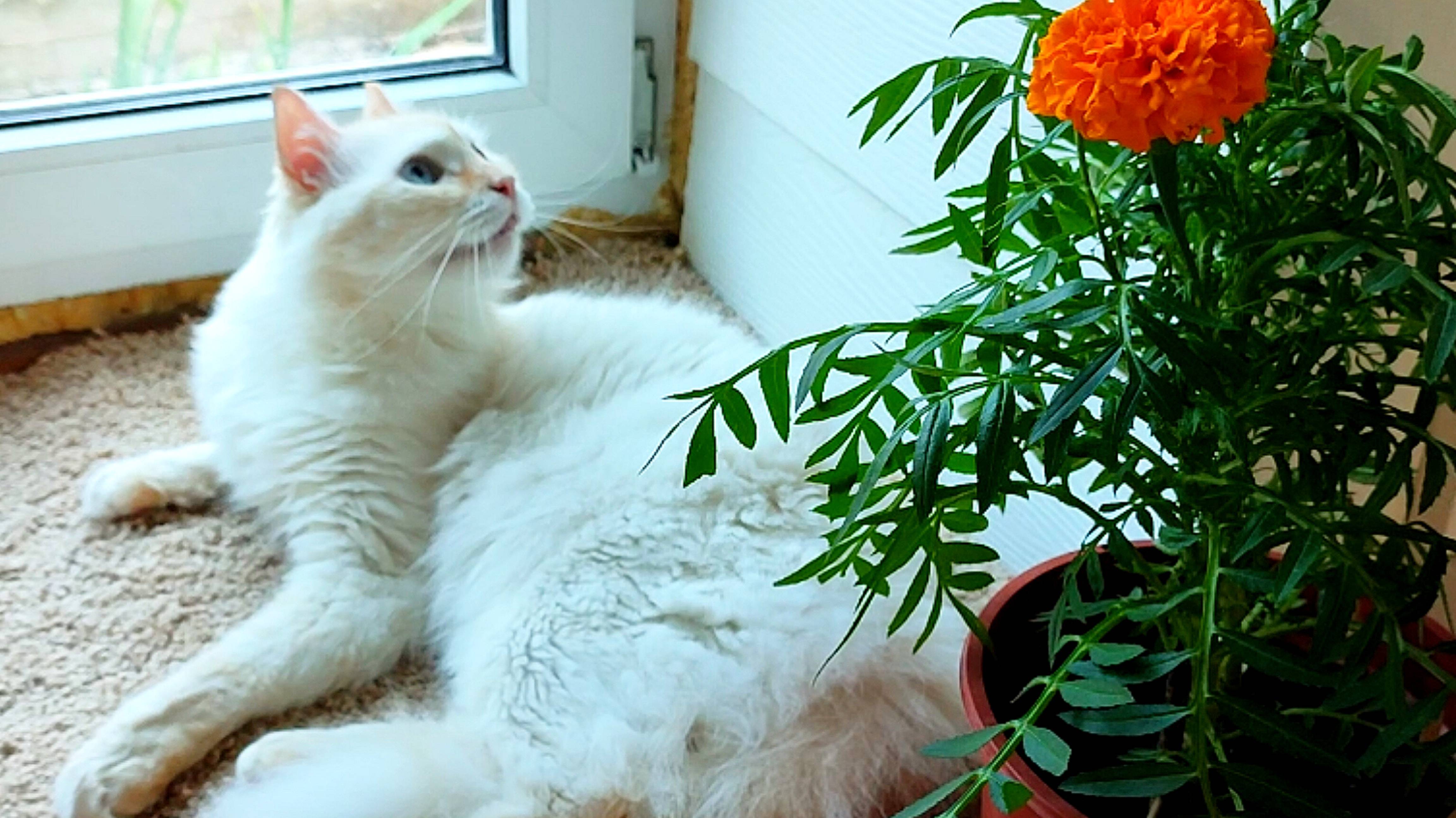 Кот Миша и Яша ждут кота Стёпу на завтрак.. а он ловит мух