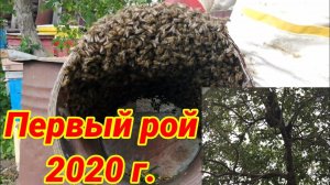 Первый рой 2020 г./ Погода была плохая, чуть не упустил