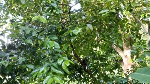 Do you see the marmoset monkeys? They're there.