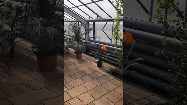 Ездили на выставку первоцветов. Посмотрите какие красивые цветы🌷