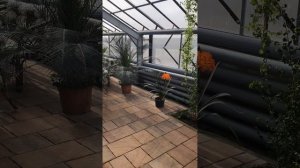 Ездили на выставку первоцветов. Посмотрите какие красивые цветы🌷