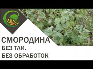 Смородина  Без тли  Без обработок