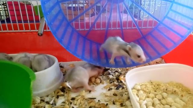 Малыши сирийского хомячка на прогулке🐹Hamsters Babies | Хомячуля: Secret Life Hamster - Pets