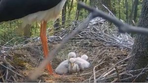 Black stork (Ciconia nigra) with young chicks