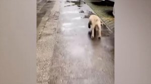 #140 Самые смешные животные. Приколы с котами и собаками