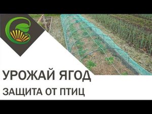 Сетка от птиц