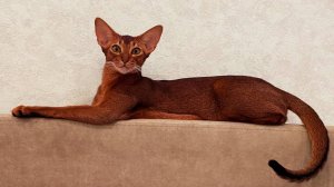 Выпускница абиссинкая кошка Белла. Питомник абиссинцев GOLD VEIN.  СПб. https://abygoldvein.ru