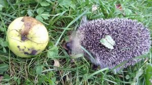 Логопедическая распевка "Ж"