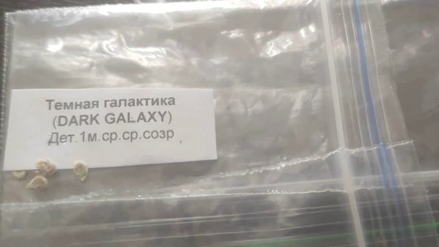 Томаты в Сибири. Не упустите сроки посева!!! Коллекционные сорта!!!