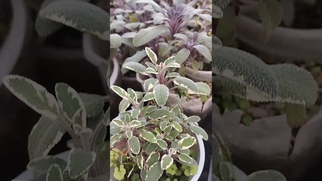 Моя небольшая коллекция шалфеев лекарственных. В теплице  зимуют замечательно.