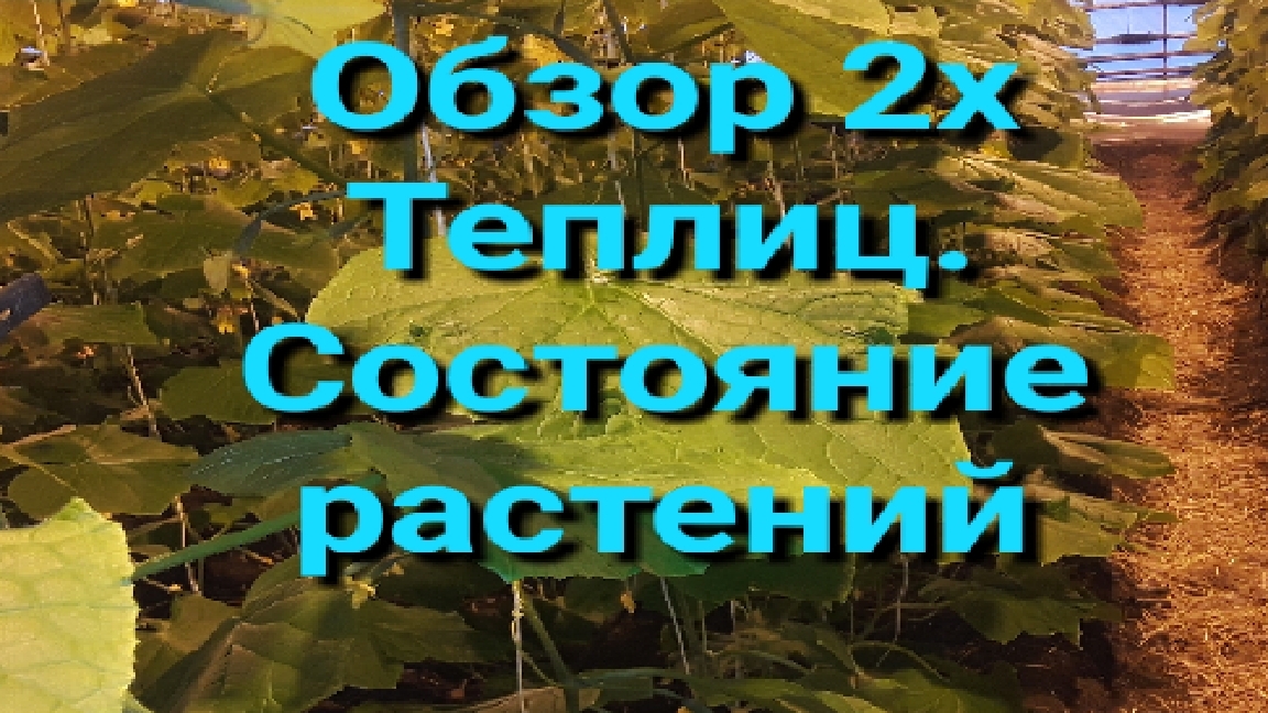 Обзор 2х теплиц