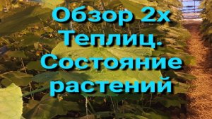 Обзор 2х теплиц