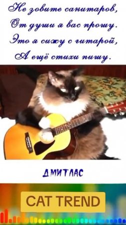 #cat #trend
