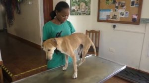 Remove mango worms from dog - Remove mango worms from dog skin Удалите манговых червей с кожи собак
