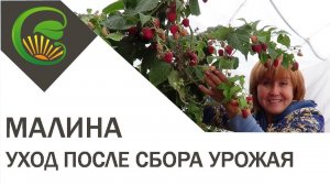 Малина  уход после сбора урожая