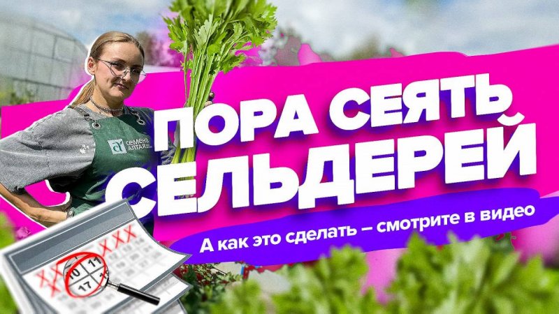 СЕКРЕТ ПОСЕВА И ВЫРАЩИВАНИЯ СЕЛЬДЕРЕЯ