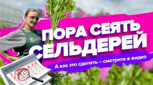 СЕКРЕТ ПОСЕВА И ВЫРАЩИВАНИЯ СЕЛЬДЕРЕЯ