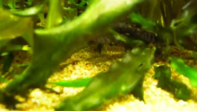 Acquario 16/12/2010 смотреть онлайн