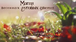 Магия весенних луговых цветов...