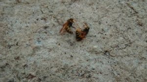 две осы дерутся