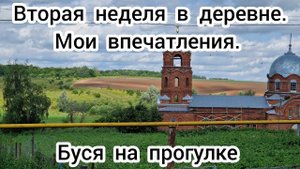 Вторая неделя в деревне. Мои впечатления. Буся на прогулке.