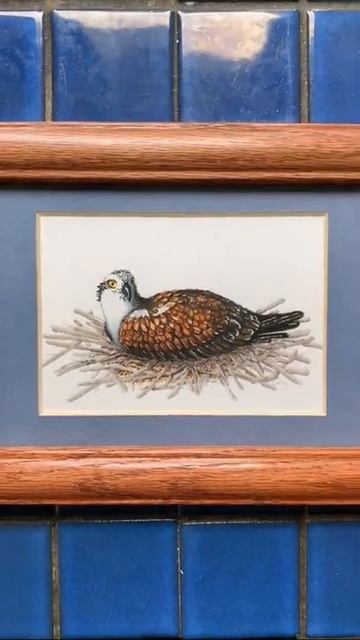 Iris the Osprey #406 #missoula #montana #art #copic #shorts #osprey #birdwatching смотреть онлайн