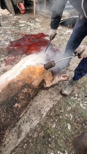 Дюрок +ландрас 10,5 месяцев смотреть онлайн