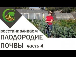 Как я сделала почву плодородной. Часть 4.