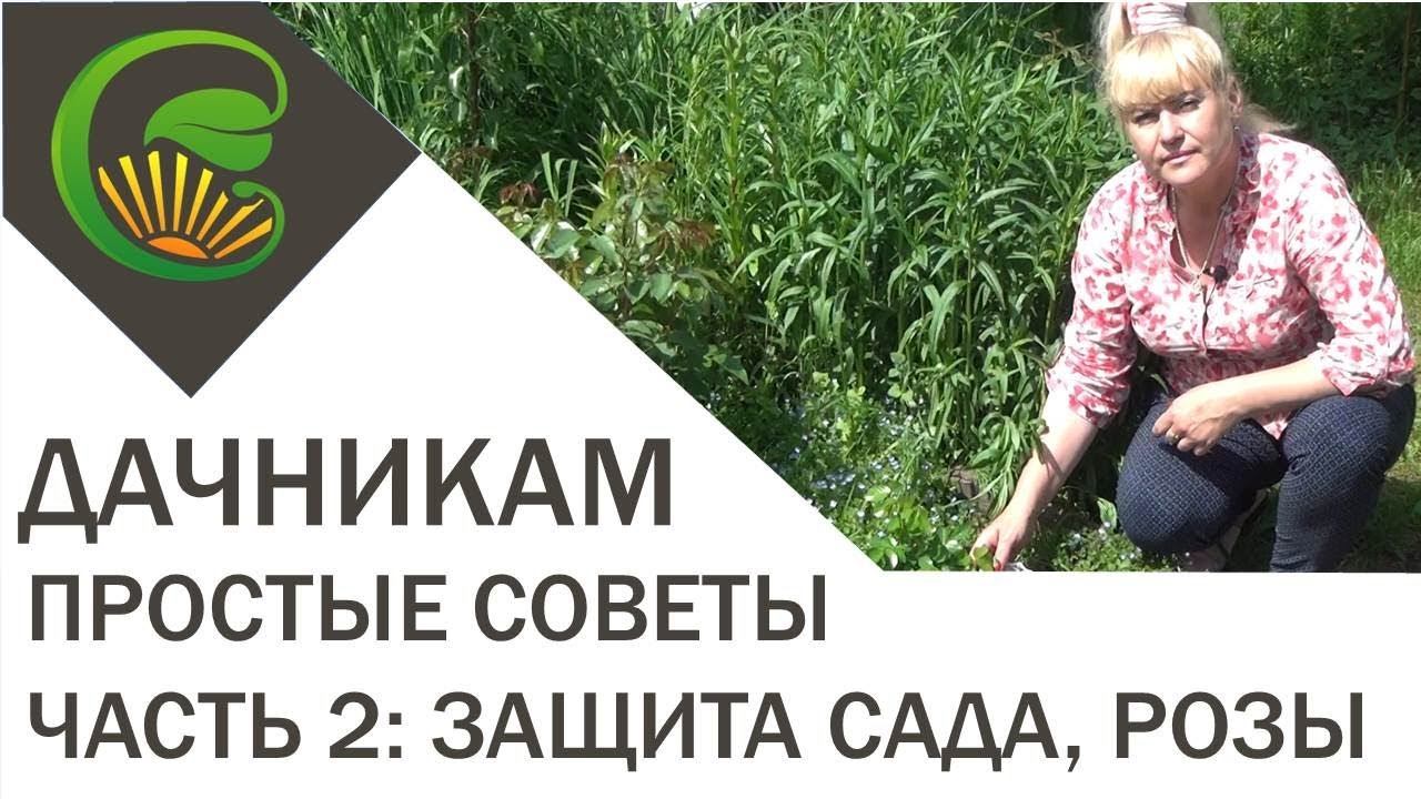 Простые советы дачникам Часть 2 смотреть онлайн