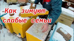 Как зимуют слабые семьи. Зимовка на воле. Пчеловодство на Урале