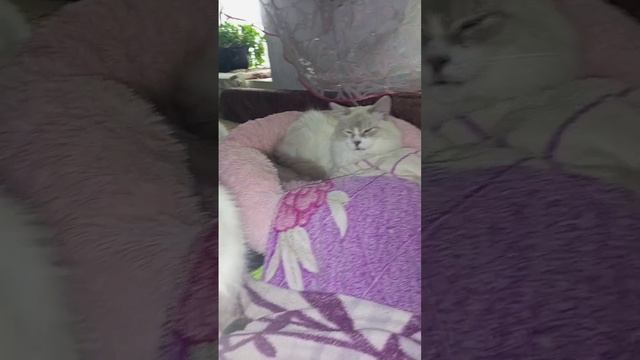 Мое Сердце, 💜❤Мой Ангелочек🧚🧚♂️#cat #dogs #dog #cats смотреть онлайн