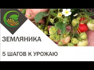 Садовая крупноплодная земляника