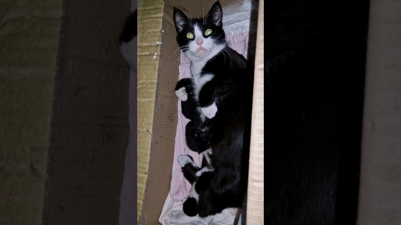 Тёплые коты #домиквдеревне #кошки #котята #теплыекоты