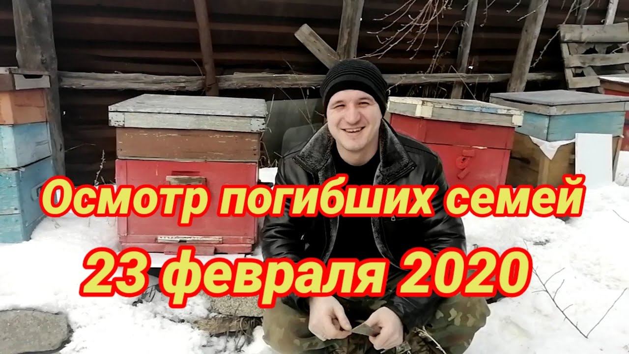 Осмотр погибших семей пчел 23 февраля 2020 г. Причины плохой зимовки!?