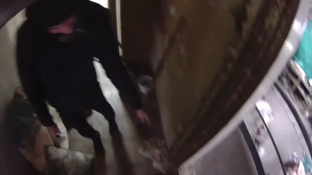 Охота на крысу (во время сьемок видео ни одной крысе не пострадало) смотреть онлайн