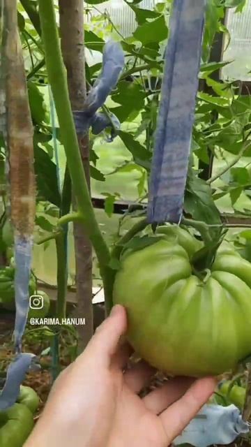 Томат РОЗОВЫЙ СЛОН РАННЕСПЕЛЫЙ УРОЖАЙНЫЙ! #🍅#доброеутро #томатывсибири #томаты