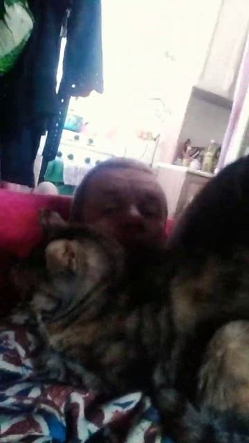 мои доктора кошки #кошки #доктора #простуда #орз #орви #грипп #панк #курильскийбобтейл #донскойсфин смотреть онлайн