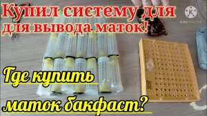 Система для вывода маток! Где купить маток бакфаст?!