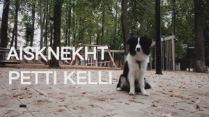 Один год из жизни бордер колли Келли