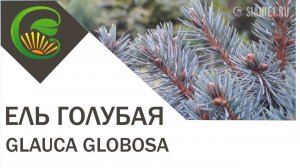 Ель карликовая «Glauca Globosa»