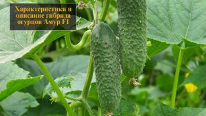 Характеристики и описание гибрида огурцов Амур F1