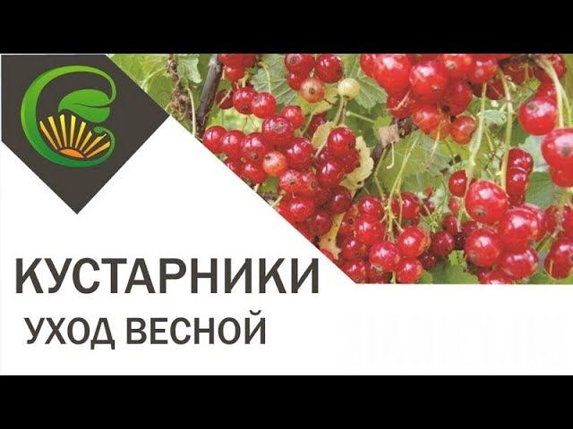 Ягодные кустарники. Уход весной