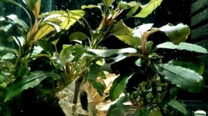 Нерест отоцинклюсов негрос 2016