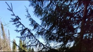 А  Фет  Ель рукавом мне тропинку завесила #стихиобосени #поэты19века