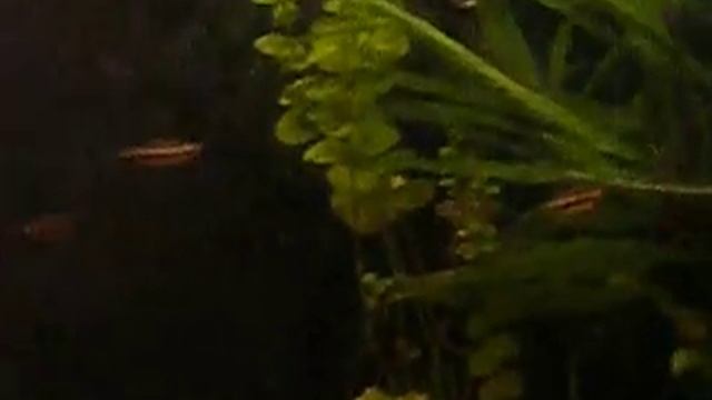 nannostomus смотреть онлайн