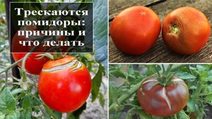 Почему трескаются помидоры