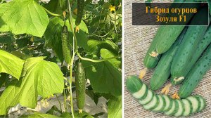 Гибрид огурцов Зозуля