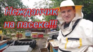 Нежданчик на пасеке!!! 3 рой в 2020 году!