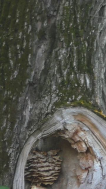 Ресса смотреть онлайн