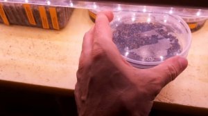 Цветет Фрайлея. Blühende Frailea ASTERIOIDES.